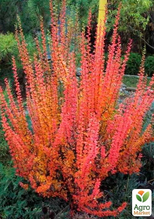 Барбарис Тунберга "Erecta"  (контейнер P9) - фото 2