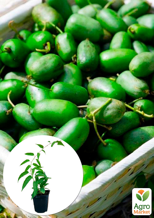 Актинідія "Оригінальна" (міні-ківі, морозостійкий сорт, пізній термін дозрівання)