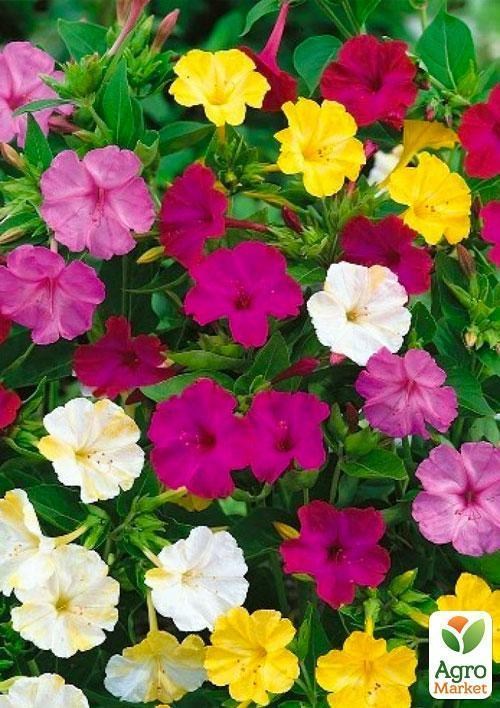 Мірабіліс "Нічна красуня" (Зипер) ТМ "Весна" 1.5г - фото 4