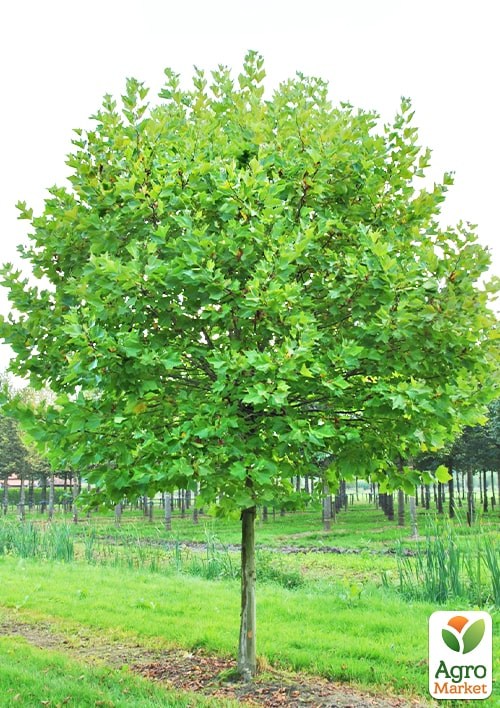 Платан кленолистий "Нispanica" С5 висота 200-250см