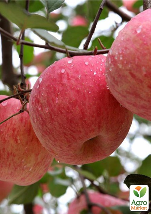 Яблоня "Фуджи" укорененная в контейнере (саженец 2 года)