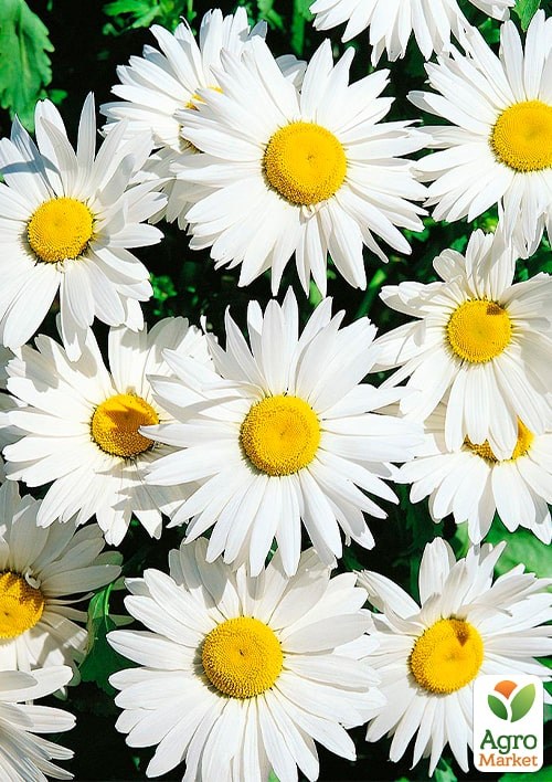 Ромашка аптечна "Азулена" (Зіпер) ТМ "Весна" 1г 