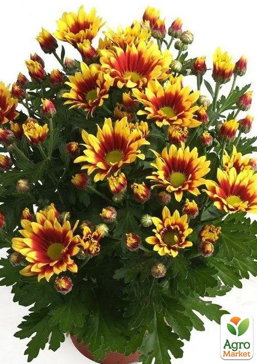 Хризантема мультифлора куляста "Ciotat" - фото 3