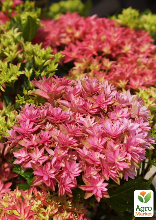 Гортензия крупнолистная "Princess Diana" (серия You&Me) - фото 5