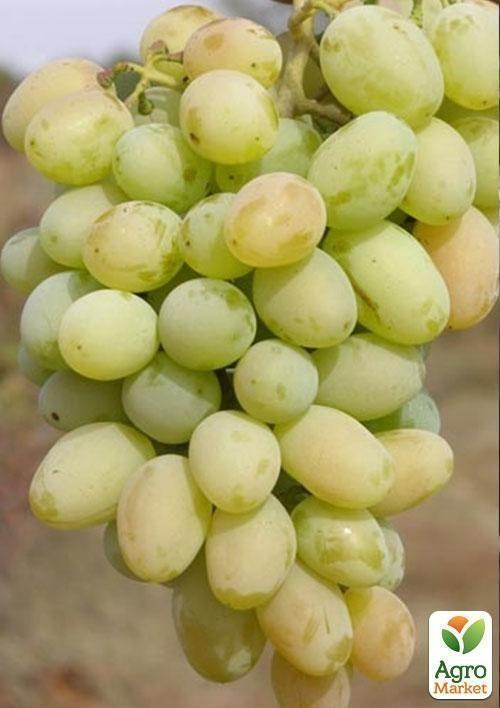 Виноград "Світлий"