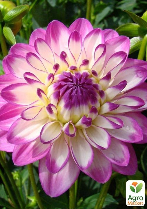 Жоржина "Melody Dixie" 1шт в упаковці