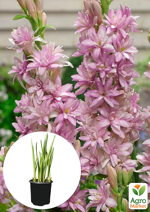 Тубероза "Pink Sapphire" (укорененная в горшке Р8) 