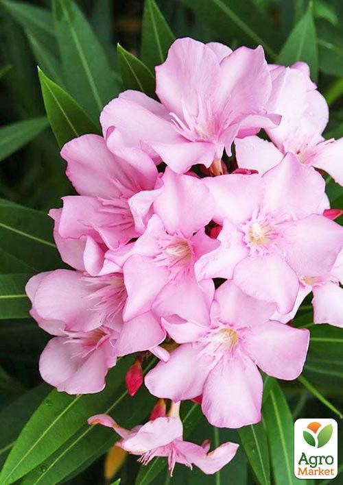 Олеандр душистый "Nerium oleander Pink" (вечнозеленый, ароматный кустарник) - фото 3