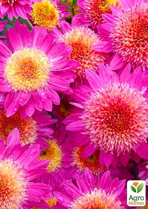 Хризантема корейская "Донецкий этюд" (укорененный черенок высота 3-15 см) 