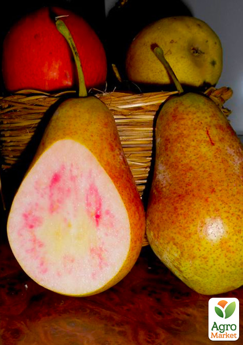 Груша "Весільна" (літній сорт, ранній термін дозрівання)