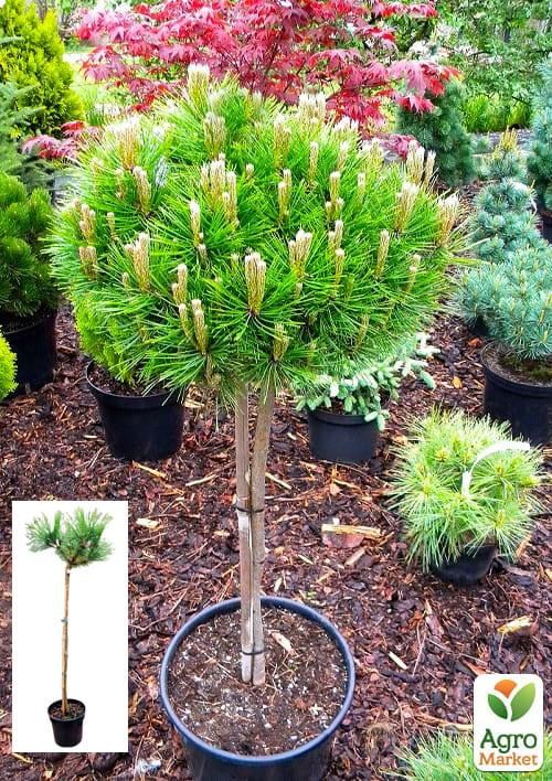 Сосна на штамбе "Low Glow" С3, высота от 30-50см