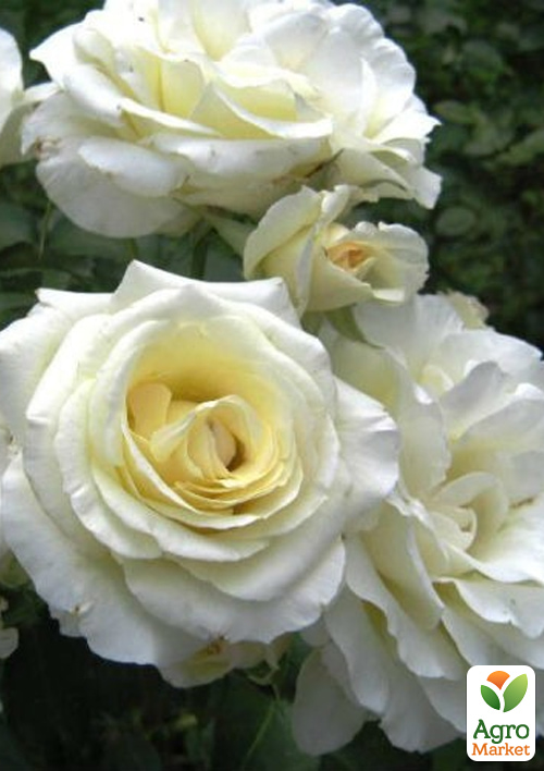 Роза плетистая "Schneewalzer" в контейнере, высший сорт - фото 6