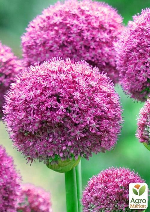 Алліум "Gladiator" (розмір 18/20, великий) 1шт в упаковці