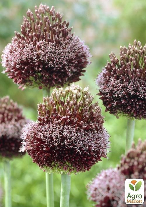 Алліум "Forelock" 1шт (розмір 12/14 великий) в упаковці