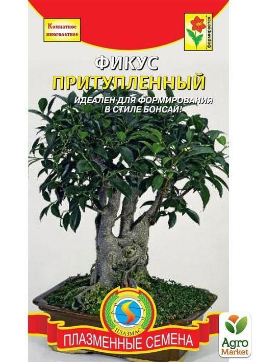 Фікус притуплений ТМ "Плазмові насіння" 3шт