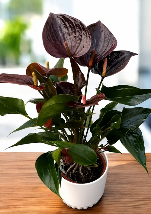 Антуриум (Anthurium) "Chocolate" высота 40-50см