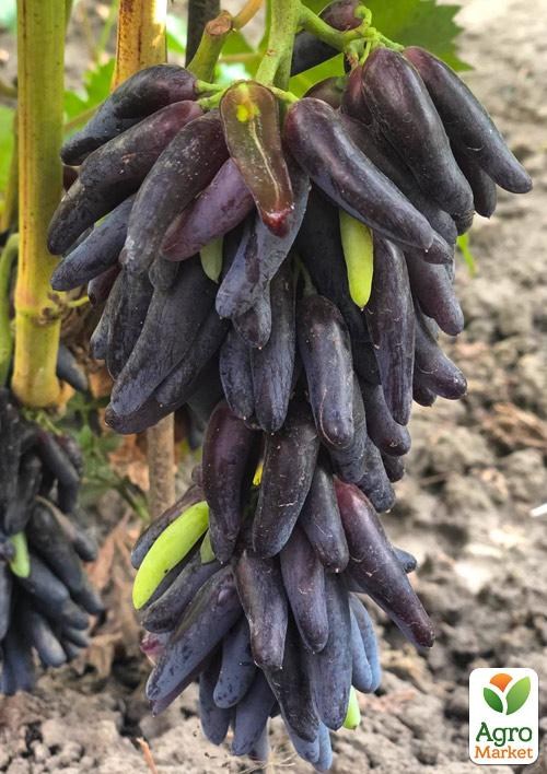 Виноград кишмиш «Хелловін» (вегетуючий саджанець) - фото 2