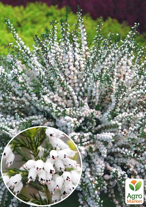 Вереск вечнозеленый "Verenka"