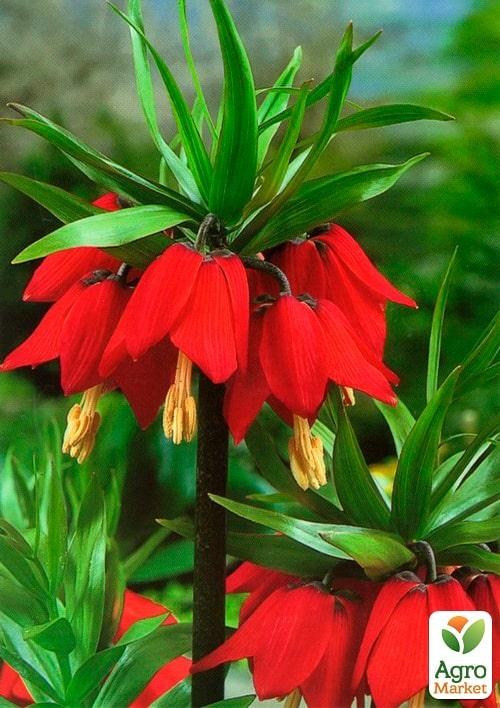 Фритиллярия "Rubra" 1шт в упаковке