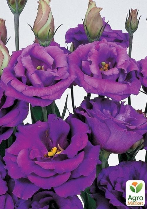 Еустома махрова "Advantage Purple" укорінена в контейнері Р9 - фото 2