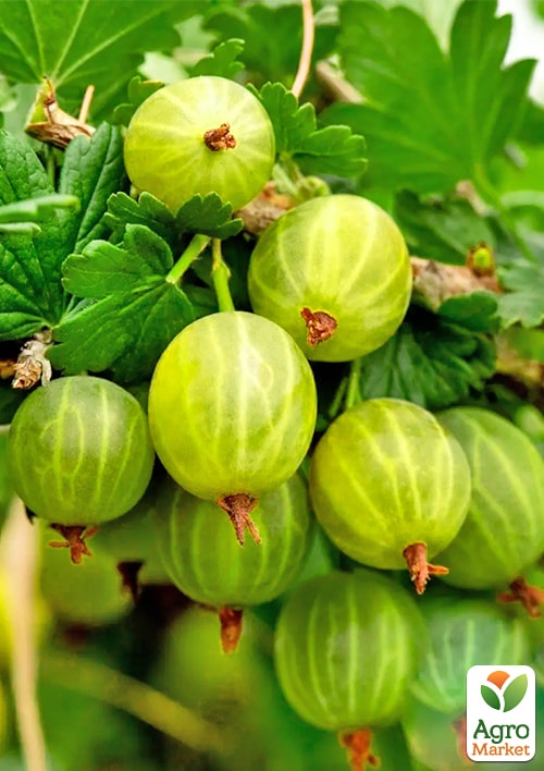 Крыжовник "Княжич" (средний срок созревания) - фото 4