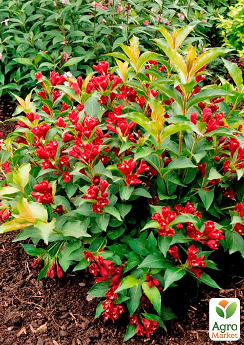 Вейгела "Eva Rathke" (Weigela x hybrida) - фото 5