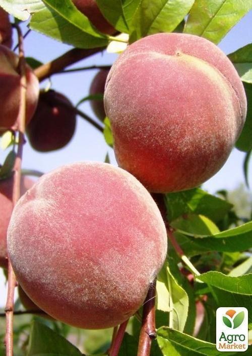 Персик "Крымский" - фото 3