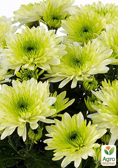 Хризантема  "Iguazu" (низкорослая среднецветковая)