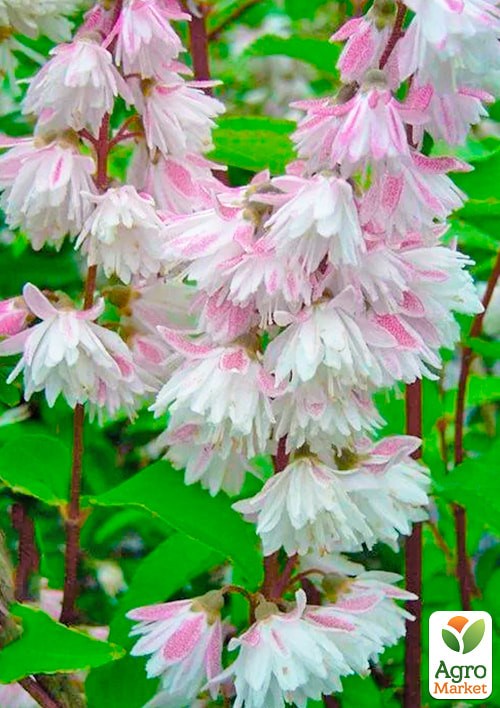 Дейция шершавая "Pride of Rochester"  - фото 3