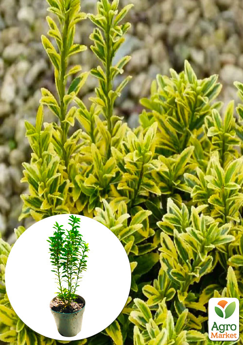 Бересклет Японский 2-х летний Microphyllus "Aureovariegatus" (высота 20-40см)