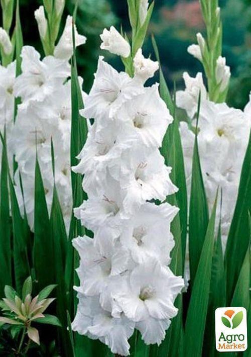 Гладіолус "Амстердам"