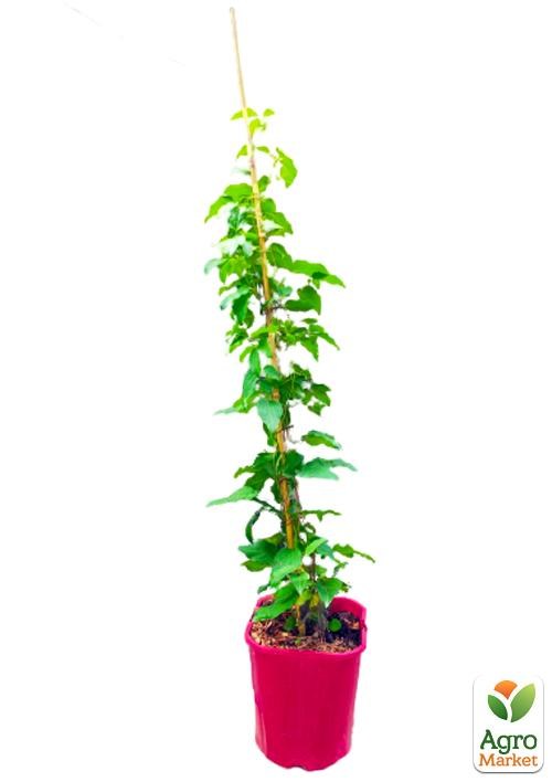 Клематис 3-х летний "Sunset" С2 - фото 3