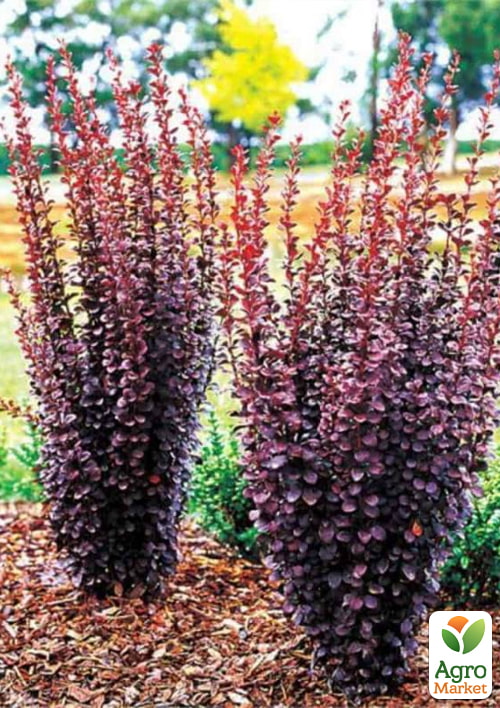 Барбарис Тунберга "Chocolate Summer"  (контейнер P9) - фото 2