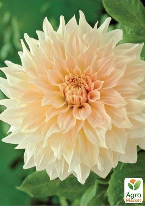 Жоржина "Caf Au Lait"