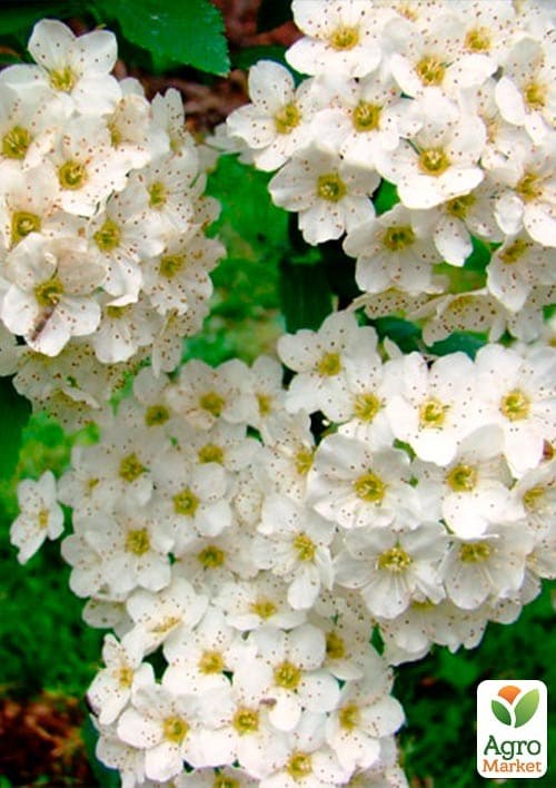 Спірея Вангутта (горщик Р9) - фото 2