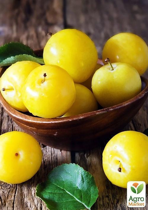 Ексклюзив! Слива яскраво-жовта "Сонячний відтінок" (Sunny shade) (преміальний великоплідний сорт)
