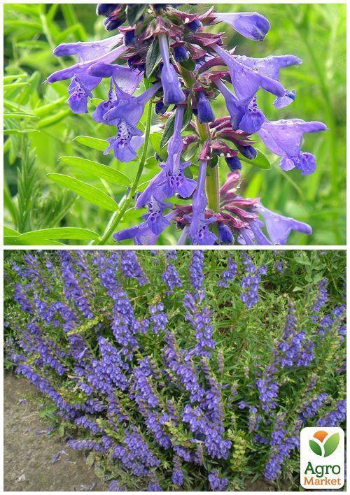 На развес Змееголовник "Медонос" ТМ "Весна" цена за 2г - фото 3