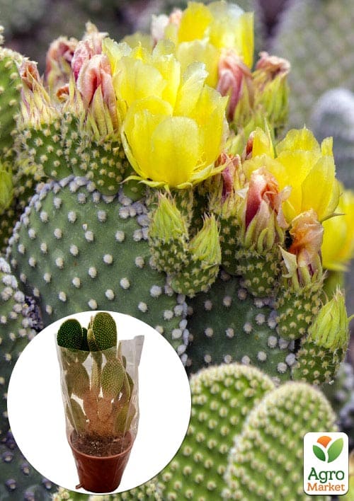 LMTD Опунция комнатная  (С3, высота 20-25см)