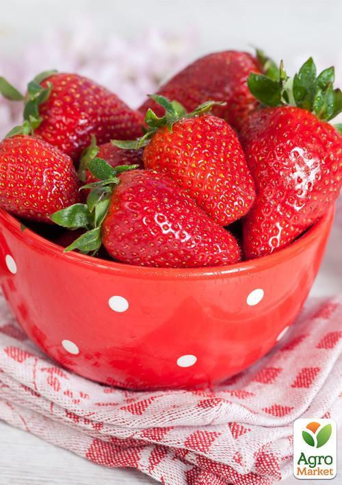 Полуниця "Зірниця" (ранній термін дозрівання, сорт стійкий до хвороб) - фото 8