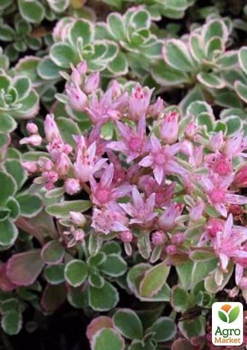 Очиток помилковий `Sedum spurium` Variegatum` контейнер 1л
