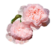 Саджанці поліантових троянд