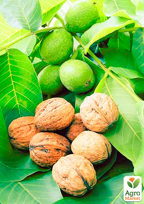 Волоський горіх "Кочерженко" (ранній термін дозрівання) - фото 4