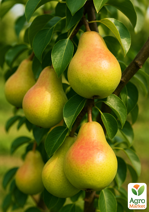 Колоновидная груша Г-5 (средний срок созревания) - фото 4