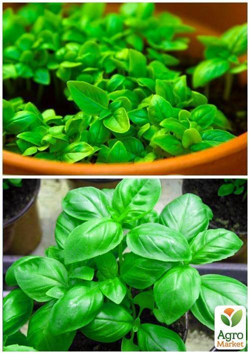 На развес Базилик зеленый шаровидный ТМ "Весна" цена за 3г - фото 3