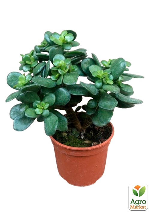 Денежное дерево "Blue Bird" (крассула, толстянка) - фото 4