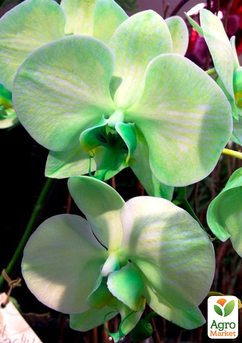 Орхідея (Phalaenopsis) «Cascade Green» - фото 6