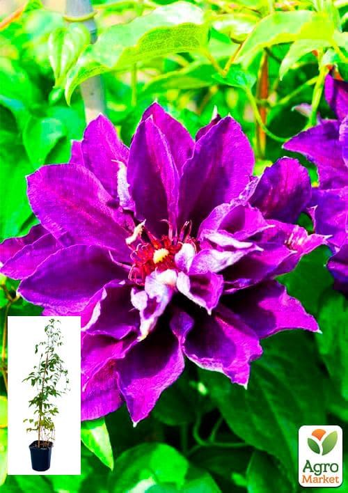 Клематис 3-х летний "Shin-Shigyoku" С2