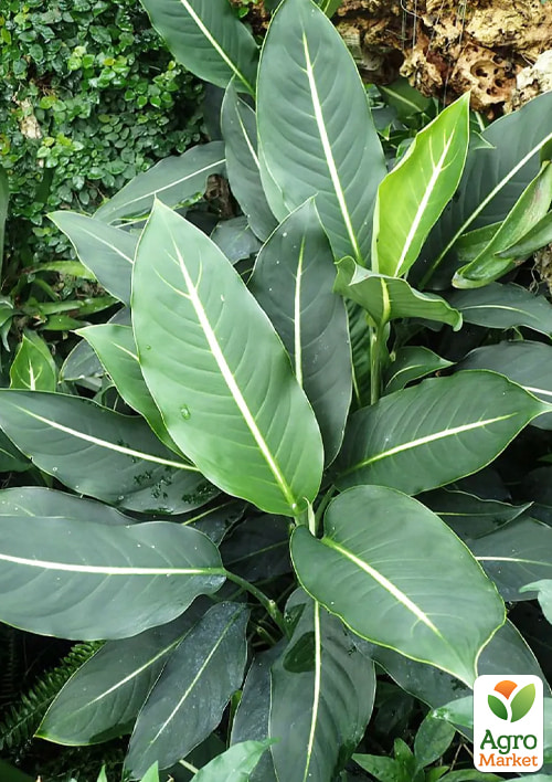 Дифенбахія (Dieffenbachia) "Green Magic" висота 40-60см - фото 6