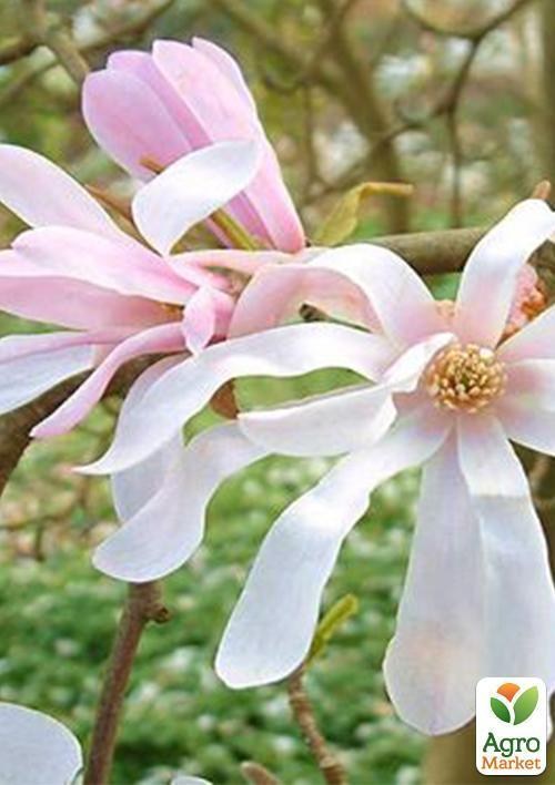 Магнолия белая "Лебнера" (Loebneri)