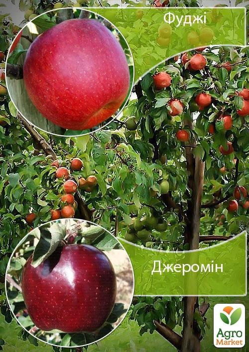 Дерево-сад Яблоня "Фуджи+Джеромин" 